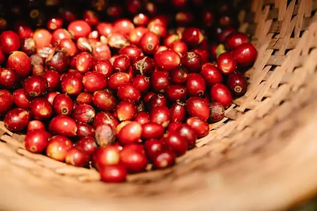 coffee cherries in a basket